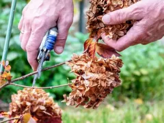Осенний уход за декоративными деревьями и кустарниками