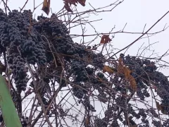 Виноград, который остался для птиц