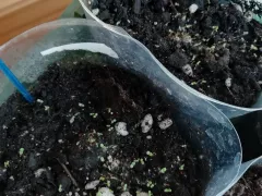 Первые всходы лобелии. 