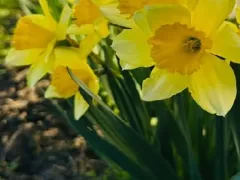 Мои маленькие солнышки