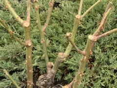 Весенний уход за розами