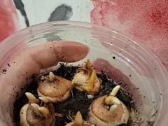 Ну как можно было пройти мимо скидок на крокус.