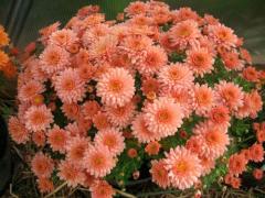 Хризантемы мультифлора (Chrysanthemum multiflora)