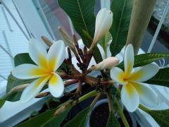 Плюмерия белая (лат. Plumeria alba)