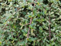 Кизильник горизонтальный (Cotoneaster horizontalis)