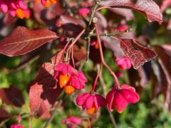 Бересклет европейский, или Бруслина (лат. Euonymus europaeus)