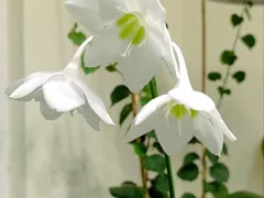 Осеннее цветение амазонской лилии