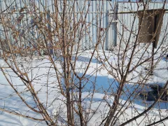 Снег ещё не сошёл,  а кизил уже весь в набухших цветочных почках.