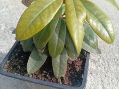 Рододендрон кэтевбинский, мой новый житель.