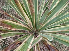 Пятна на юкке вариегатной, что это может быть?