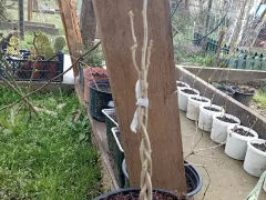 Эксперимент. Плетем косу из гибискуса.