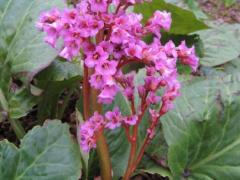 Бадан 'Абендглют'  - Bergenia 'Abendglut' 