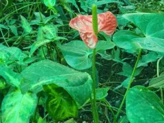 Цветёт Антуриум андре