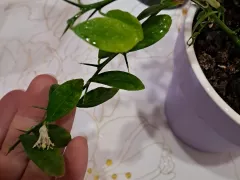 Австралийский пальчиковый лайм решил продолжить свое цветение.