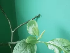 Зимовка бругмансий и картофельных деревьев. Продолжение.