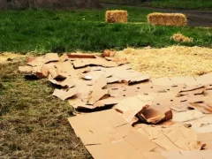 Эксперимент с мульчеванием 