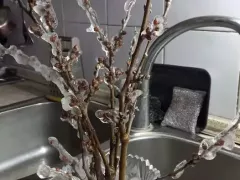 Обледенение и букетик из веточек тополя