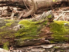 Участки в глубокой тени