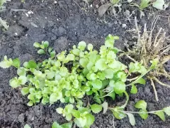 Нивяник решил ожить зимой после 5 месяцев полного покоя. 