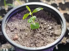 Еще один росток - перечное дерево, или шинус