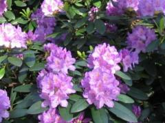 Рододендрон кэтевбинский