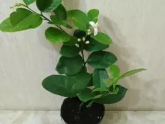 Покупка цитруса