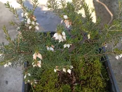 Эрика, перезимовала в горшках на улице и уже цветёт.