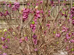 Цветет волчье лыко, а я засматриваюсь