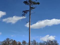 Сосна обыкновенная, или шотландская (Pinus sylvestris)