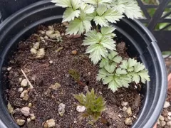 Клопогон активно пошел в рост.