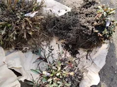 Первые саженцы этой весной