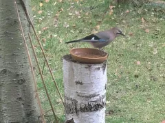 Кормушки для птиц в моем саду