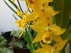 Цветет орхидея с "танцующими человечками"