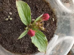 Черенки вейгелы укоренились и набрали бутоны.