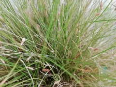 Изолепис уходит на зимний покой. 