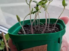 Новый сорт томата Микадо коричневый, порадовал своими крепкими выходами.