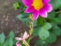 Зацвели однолетние георгины