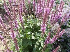 Шалфей дубравный (лат. Salvia nemorosa)