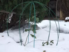 Как я помогаю саду пережить морозную зиму