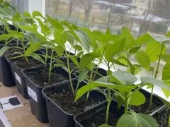 Как я подкармливаю рассаду