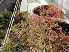 Молочай кипарисовый укоренился успешно.