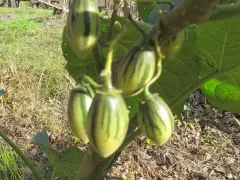 Цифомандра щиткоцветковая