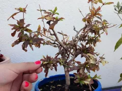 Карликовый гранат чувствует себя хорошо