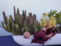 Стапелия – суккулент, который не оставляет равнодушным