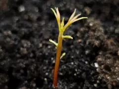 Второй росток личи сильнее первого