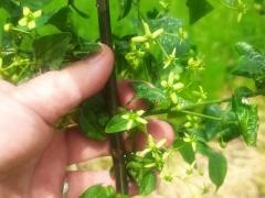 Бересклет европейский (Euonymus europaeus)
