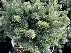 Мое решение для новогодних празников