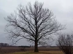 Роскошный дуб на краю моего участка