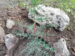 Рассаживаем кипарисы - самосейки. 