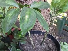 Аморфофаллус (Amorphophallus), или змеиная пальма